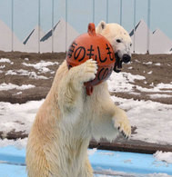 日本北海道動物園北極熊擔任一日海上保安官（圖）