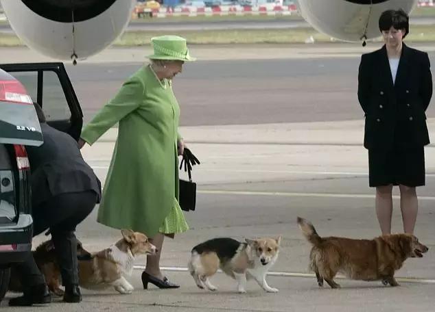 英國女王伊麗莎白 剛送走愛犬蘇珊的第14世孫...