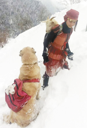 土耳其11歲女孩和狗狗風雪中救一對山羊母子