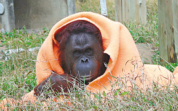 寒潮來勢洶洶 臺灣動物園熊熊裹毛氈禦寒