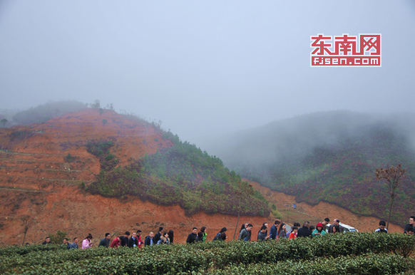 悠悠茶山情 壽寧生態茶場出好茶