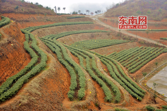 悠悠茶山情 壽寧生態茶場出好茶