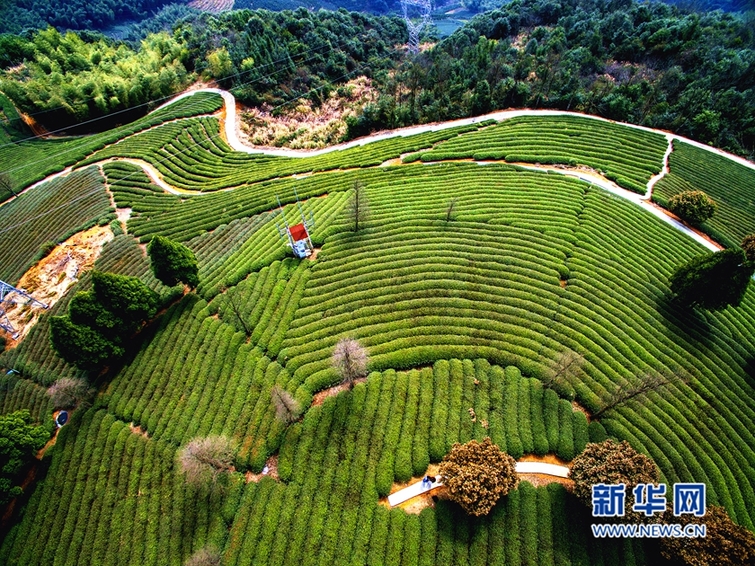 航拍福建寧德千畝茶園 早春美景如畫卷