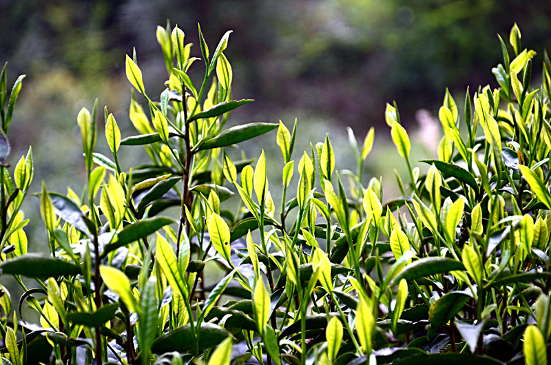 醉美茶場顯風情 田園景色入畫來