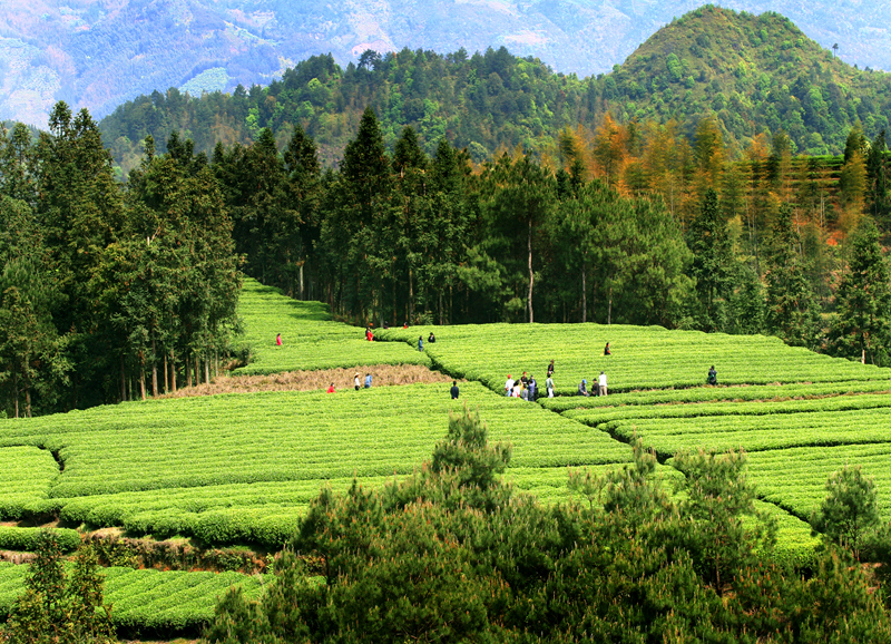 醉美茶場顯風情 田園景色入畫來