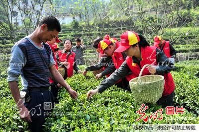 湖北宜昌：“助農採茶”踐行群眾路線