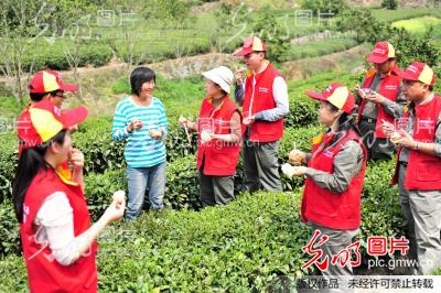 湖北宜昌：“助農採茶”踐行群眾路線