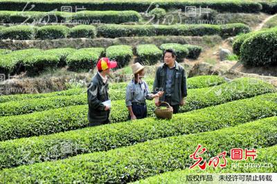 湖北宜昌：“助農採茶”踐行群眾路線