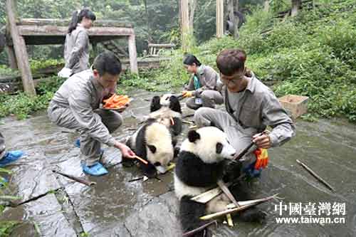 A組學生在熊貓幼兒園飼喂熊貓寶寶。