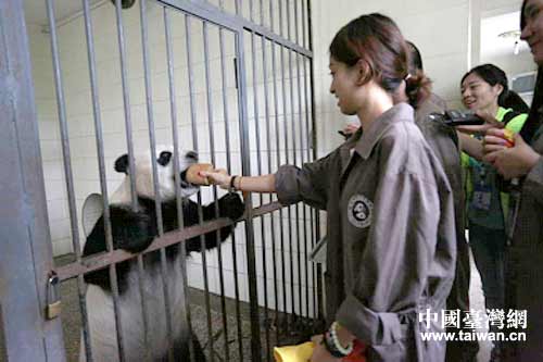 B組學生在新豹子山飼喂成年懷孕大熊貓。