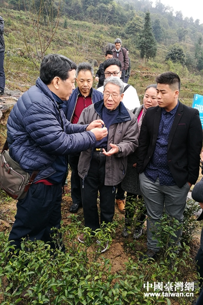 臺灣茶葉專家陳善芳到清涼村家家發專業合作社茶園基地指導茶葉種植及採摘相關知識及技巧。