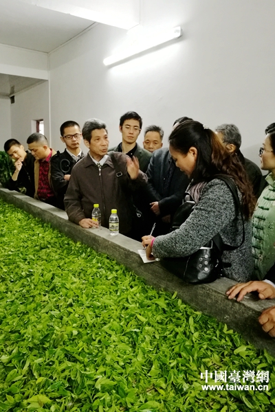 臺灣茶葉專家陳振芳到清涼村家家發專業合作社茶園基地的茶葉生産車間具體指導茶葉製作技藝。