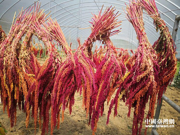 臺灣紅藜喜獲豐收。