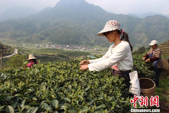 湖南莽山茶葉攜百萬訂單進入臺灣市場
