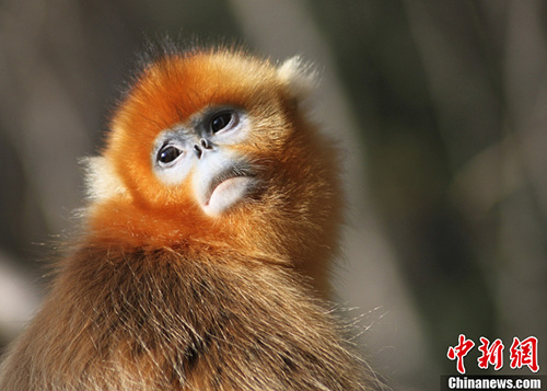 學者稱臺灣曾有金絲猴40萬年前大陸和臺灣相連