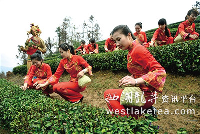 第九屆蒼南開茶節暨海峽兩岸茶文化交流活動舉行