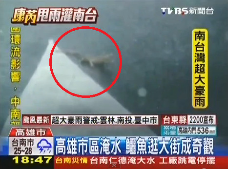 高雄因颱風遭遇水災鱷魚“逛大街”成奇觀（圖）