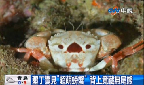 臺灣墾丁現“超萌螃蟹”背上多了無尾熊（圖）