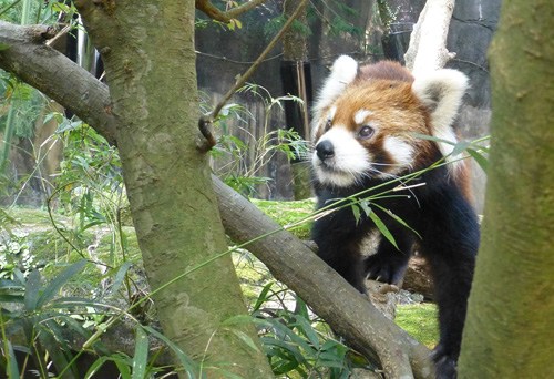 小熊貓入駐臺北動物園和大熊貓圓仔拼人氣
