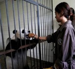 川臺兩地大學生變身愛心“保姆”守護大熊貓