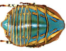 "最美蟑螂"有如藍寶石 臺學者："小強"並非如你所想