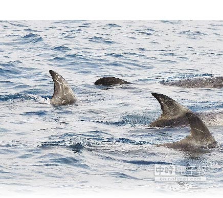 臺東賞鯨船遇花紋海豚背鰭有“來”字花紋（圖）