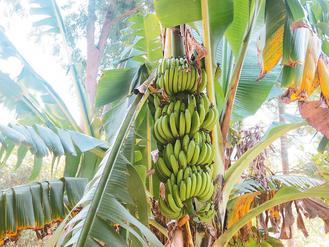 老農種出“四胞胎香蕉”民眾稱奇（圖）