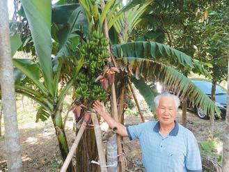 79歲農民莊陸祊種出一株4串的香蕉