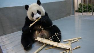 熊貓“圓仔”愛啃竹桿動物園每天安排進食5次