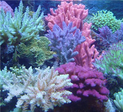 臺灣墾丁珊瑚族群 據估算價值40億台幣