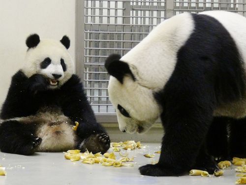 臺北大熊貓寶寶“圓仔”上訓練課全靠美食誘惑（圖）