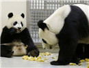 臺北大熊貓寶寶“圓仔”上訓練課 全靠美食誘惑