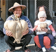 臺南農民種出巨無霸涼薯 比一般的大約20倍