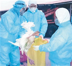 臺灣首例新型H5N2禽流感 彰化土雞確認感染