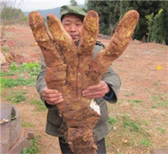 四川大爺種出29斤奇特蔬菜：長4根“大手指”