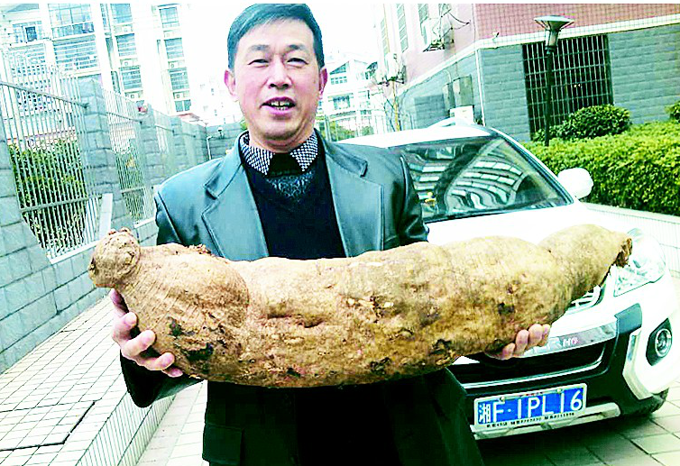 湖南村民挖出86釐米長30斤重“巨型葛根”(圖)