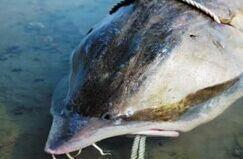 黑龍江漁民撈出800多斤鱘鰉魚 魚子醬可賣30萬