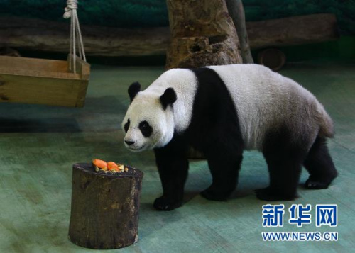 大熊貓“圓圓”。