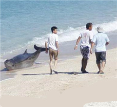 3隻海豚擱淺墾丁沙灘 眾人合力推回大海