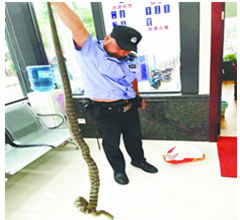 武漢地鐵站旁綠化帶現大蛇 長達2.5米
