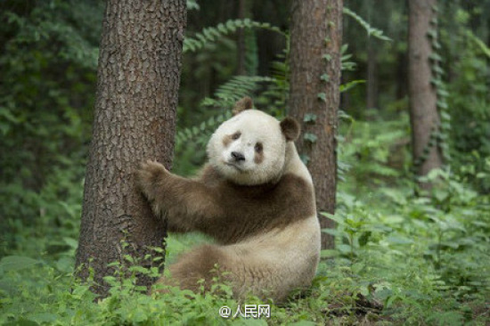 臺媒：大陸發現罕見棕白色熊貓網友笑稱“褪色了”