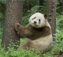 臺媒：大陸發現罕見棕白色熊貓 網友笑稱“褪色了”
