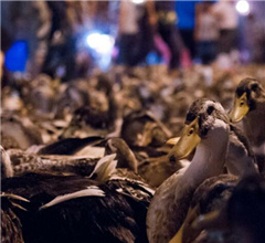 廣西“鬼節”十萬餘只鴨子鋪滿街道通宵販賣