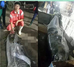 山東漁民捕撈上244斤巨型鲅魚 出售引圍觀