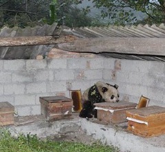 四川現“吃貨”大熊貓 進村偷吃10多箱蜂蜜