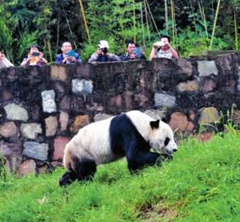 最長壽雄性大熊貓“盼盼”滿30歲了(組圖)
