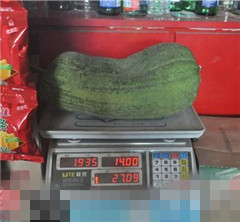岳陽市民路邊發現“巨型絲瓜” 重達1500余克似冬瓜(組圖)