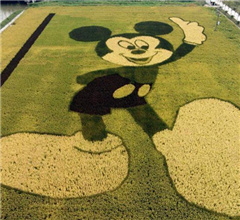 上海迪士尼周邊稻田現巨型“米奇”