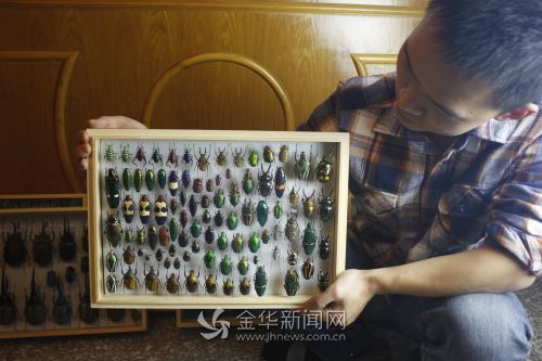 方瀟製作的甲蟲標本