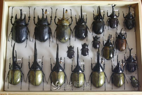 方瀟製作的甲蟲標本